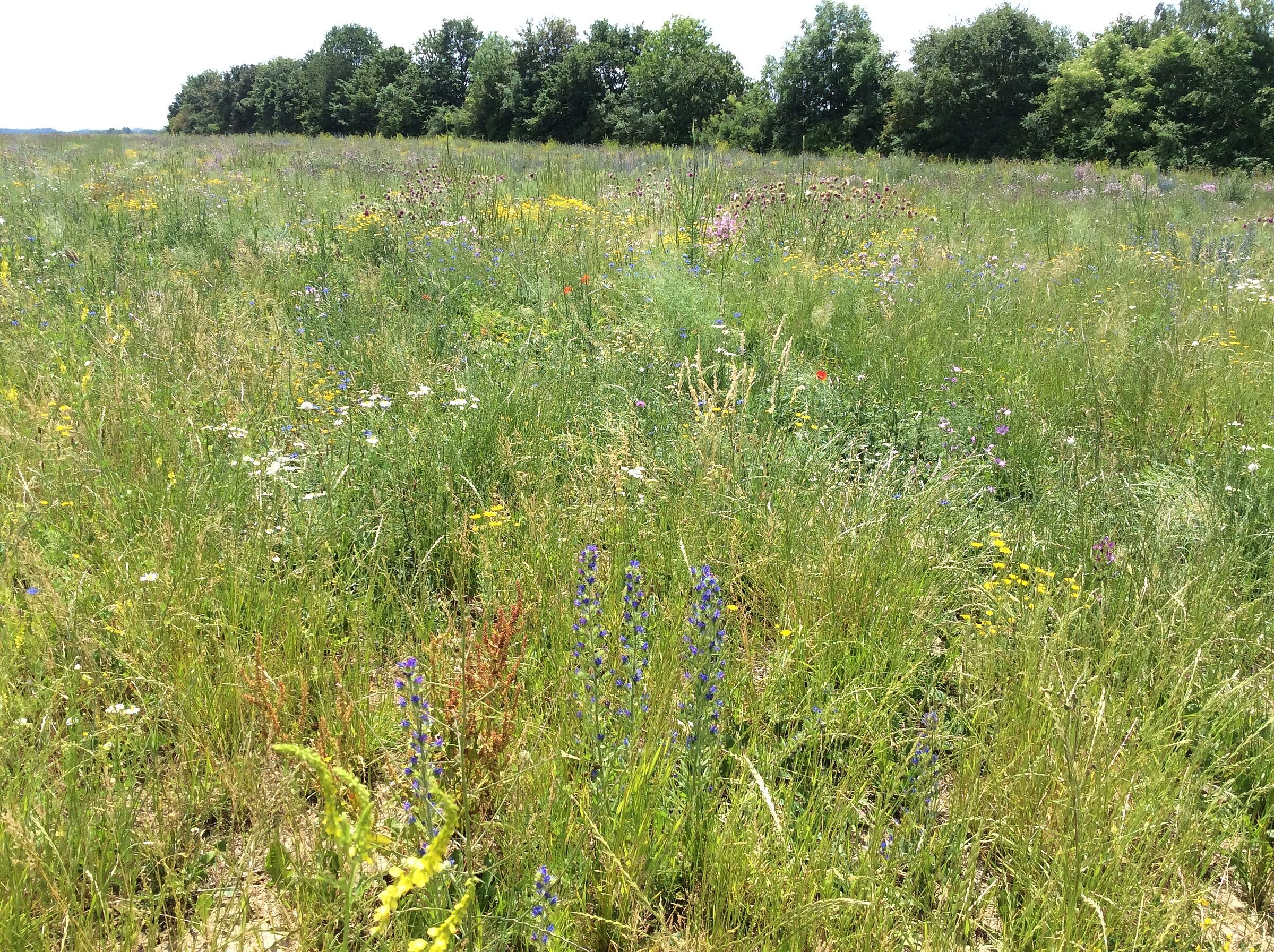 Foto: Susanne Vedova